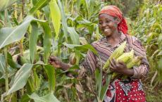 scijgh-ghanaian-woman-maize-farmer